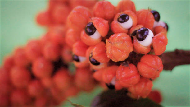 guarana rozpuklé plody